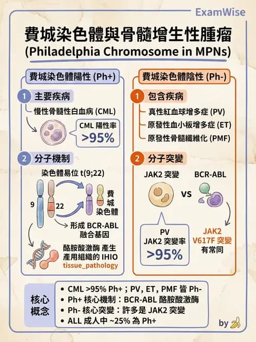 醫檢師 - 造血系統疾病 - AI 圖文解析預覽