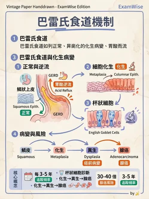 醫檢師 - 消化肝膽疾病 - AI 圖文解析預覽