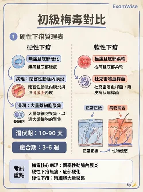 醫檢師 - 感染 - AI 圖文解析預覽