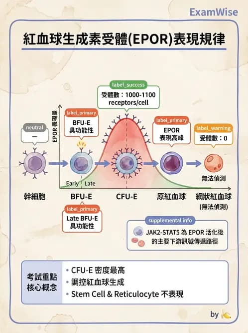 醫檢師 - 紅血球生理與形態 - AI 圖文解析預覽