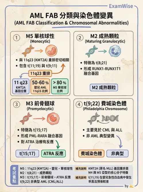 醫檢師 - 急性白血病 - AI 圖文解析預覽