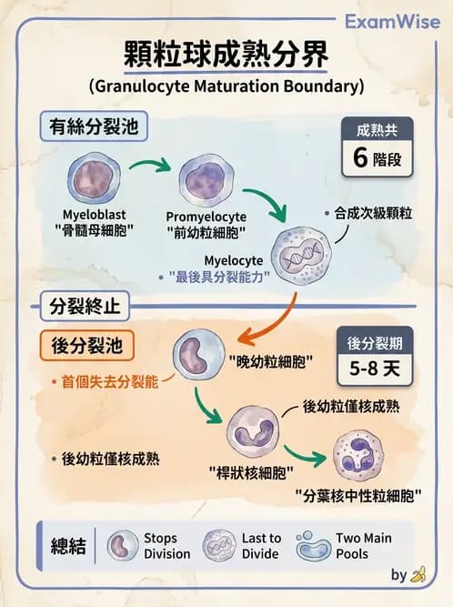 醫檢師 - 白血球生理與形態 - AI 圖文解析預覽