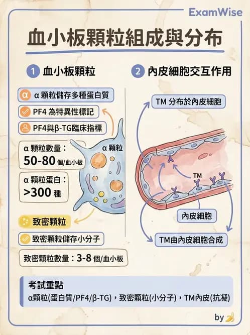 醫檢師 - 血小板與止血生理 - AI 圖文解析預覽