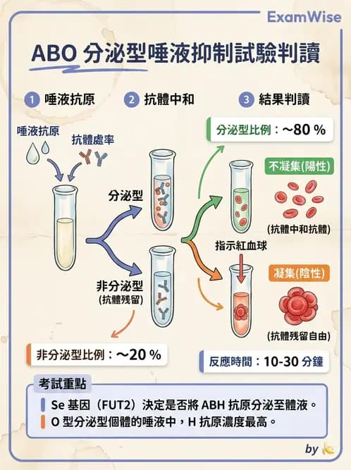 醫檢師 - 紅血球抗原與血型系統 - AI 圖文解析預覽