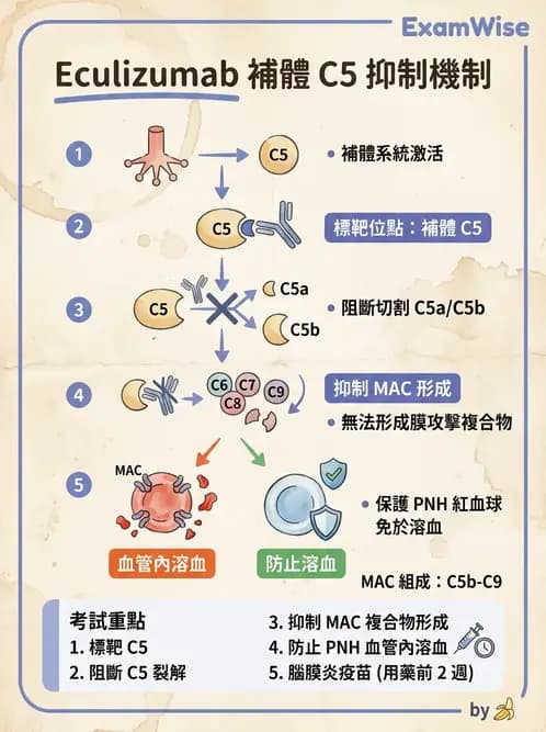 醫檢師 - 溶血性貧血與血色素病變 - AI 圖文解析預覽