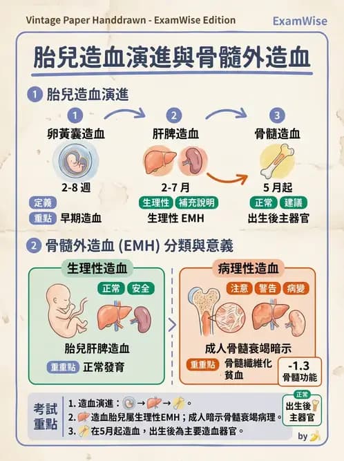 醫檢師 - 紅血球生理與形態 - AI 圖文解析預覽