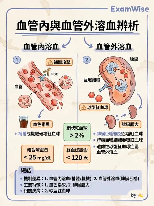 醫檢師 - 溶血性貧血與血色素病變 - AI 圖文解析預覽