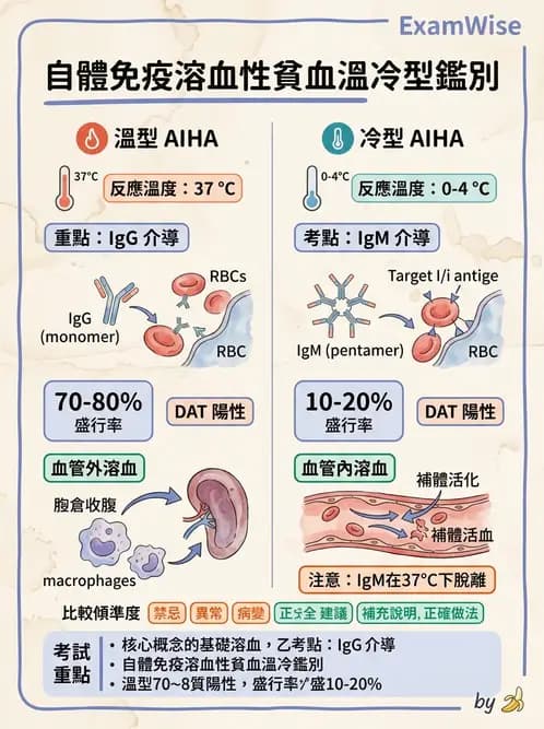 醫檢師 - 溶血性貧血與血色素病變 - AI 圖文解析預覽