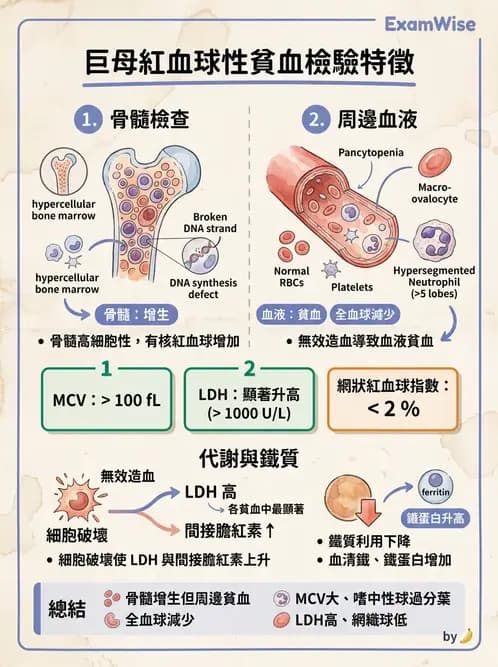 醫檢師 - 貧血診斷與營養缺乏性貧血 - AI 圖文解析預覽