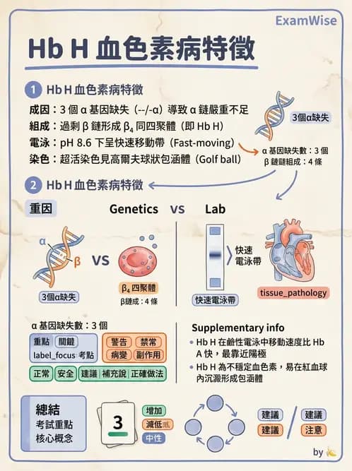醫檢師 - 溶血性貧血與血色素病變 - AI 圖文解析預覽