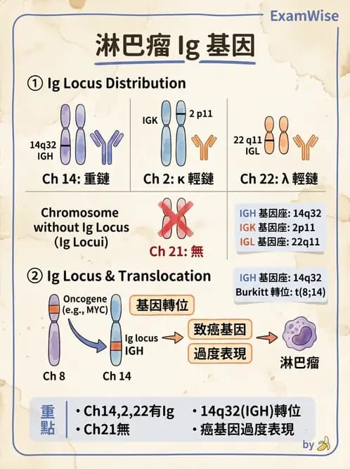 醫檢師 - 淋巴瘤、漿細胞疾病與白血球異常 - AI 圖文解析預覽