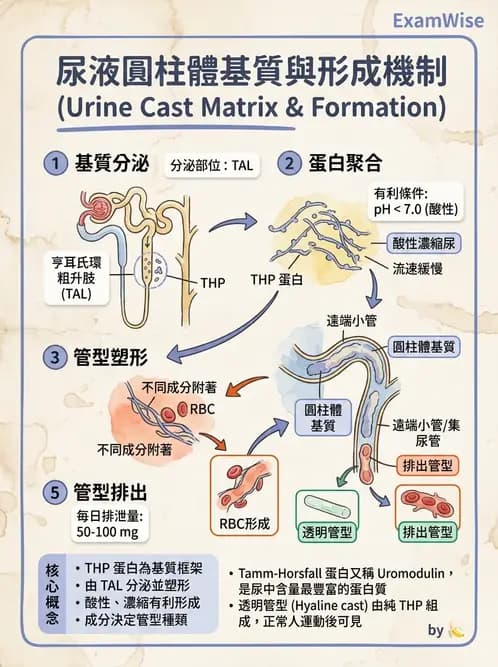 醫檢師 - 尿沉渣鏡檢與物理檢查 - AI 圖文解析預覽