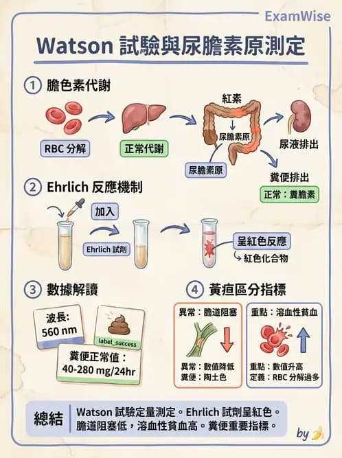醫檢師 - 糞便常規檢查 - AI 圖文解析預覽