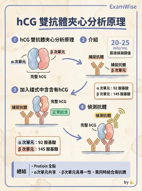 醫檢師 - 懷孕試驗 - AI 圖文解析預覽