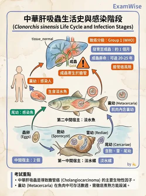 醫檢師 - 寄生蟲檢查-蠕蟲類 - AI 圖文解析預覽