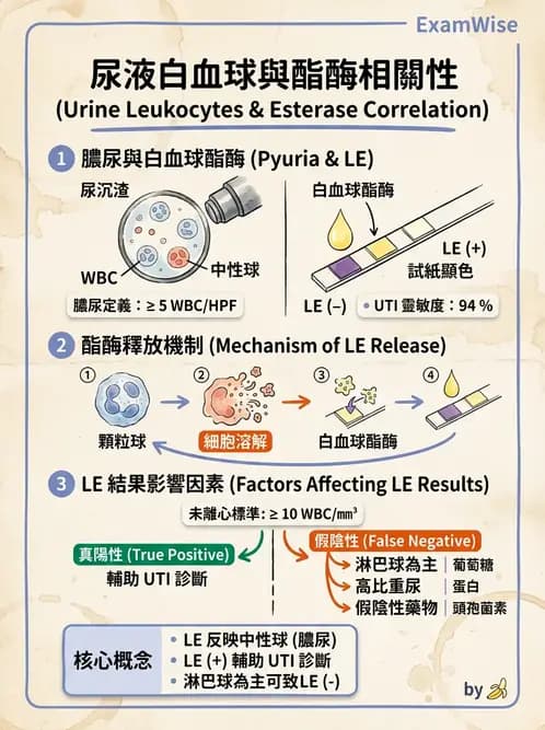 醫檢師 - 尿沉渣鏡檢與物理檢查 - AI 圖文解析預覽
