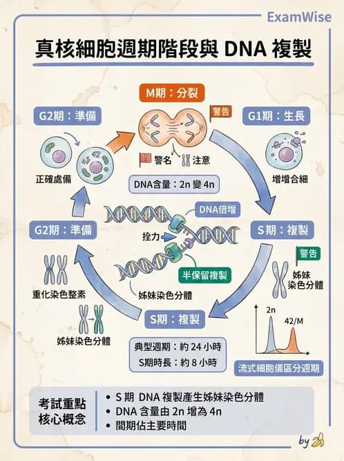 醫檢師 - 基礎分子生物學 - AI 圖文解析預覽