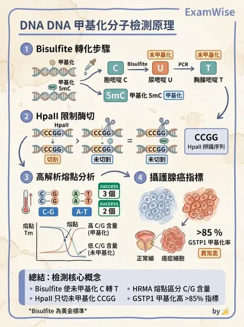醫檢師 - 定序電泳與表觀分析 - AI 圖文解析預覽