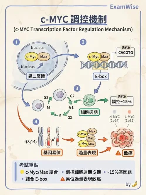 醫檢師 - 腫瘤疾病基因檢測 - AI 圖文解析預覽