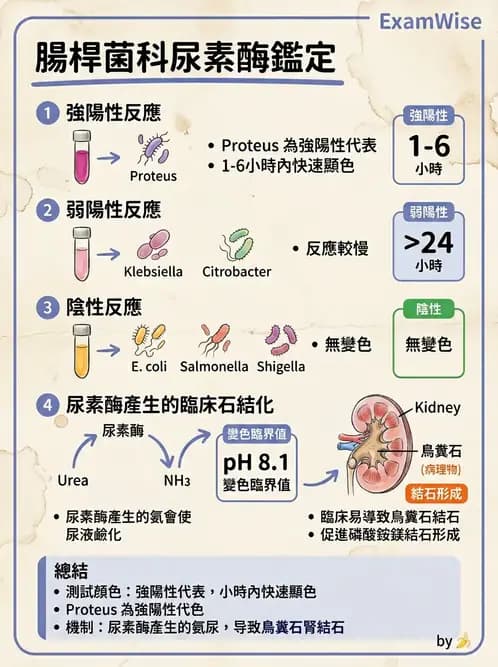 醫檢師 - 腸內菌鑑別方法與培養基 - AI 圖文解析預覽