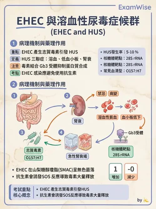 醫檢師 - 主要腸道致病菌 - AI 圖文解析預覽