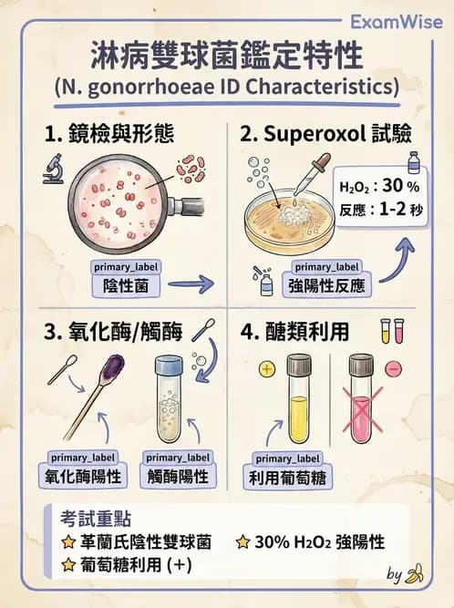醫檢師 - 奈瑟菌與挑剔性革蘭氏陰性菌 - AI 圖文解析預覽
