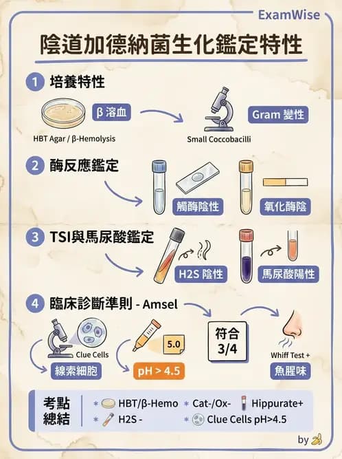 醫檢師 - 鏈球菌與其他革蘭氏陽性桿菌 - AI 圖文解析預覽