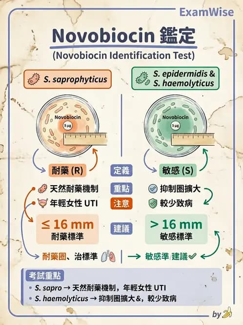 醫檢師 - 葡萄球菌與腸球菌 - AI 圖文解析預覽