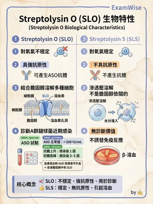 醫檢師 - 鏈球菌與其他革蘭氏陽性桿菌 - AI 圖文解析預覽