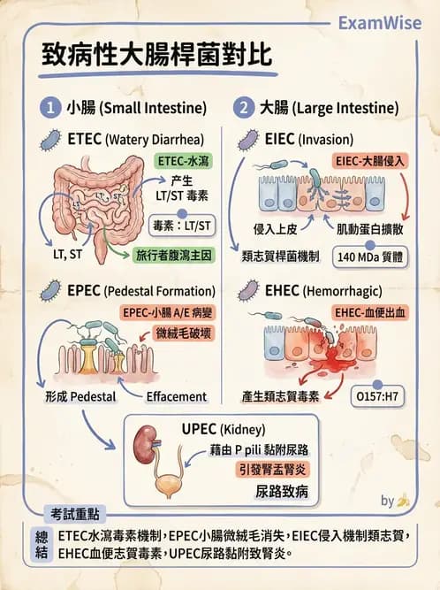 醫檢師 - 主要腸道致病菌 - AI 圖文解析預覽