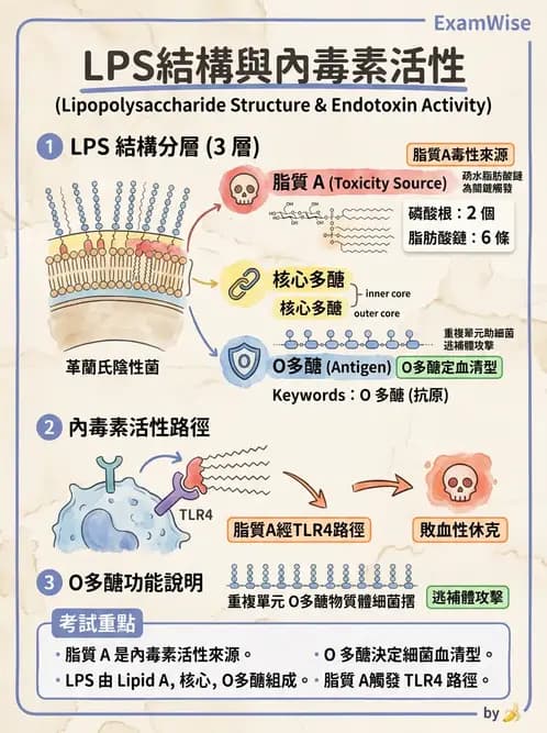 醫檢師 - 實驗室安全與微生物特性 - AI 圖文解析預覽