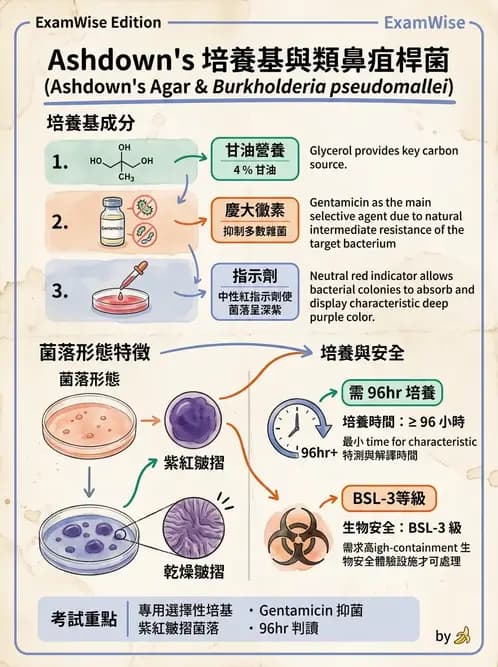 醫檢師 - 非發酵菌 - AI 圖文解析預覽
