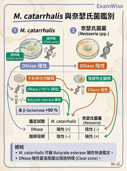 醫檢師 - 奈瑟菌與挑剔性革蘭氏陰性菌 - AI 圖文解析預覽