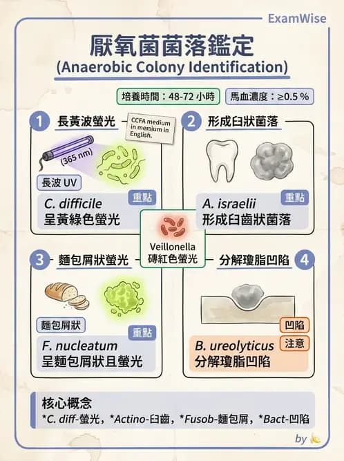 醫檢師 - 厭氧菌 - AI 圖文解析預覽
