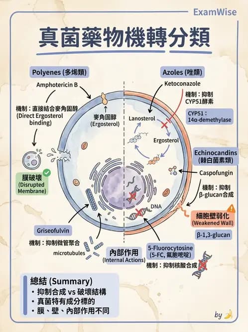 醫檢師 - 真菌診斷與治療 - AI 圖文解析預覽