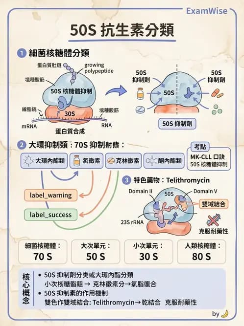 醫檢師 - 抗微生物製劑 - AI 圖文解析預覽