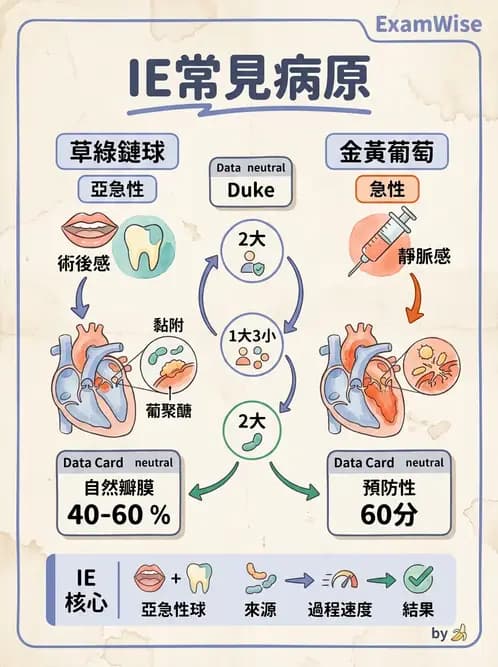 醫檢師 - 鏈球菌與其他革蘭氏陽性桿菌 - AI 圖文解析預覽