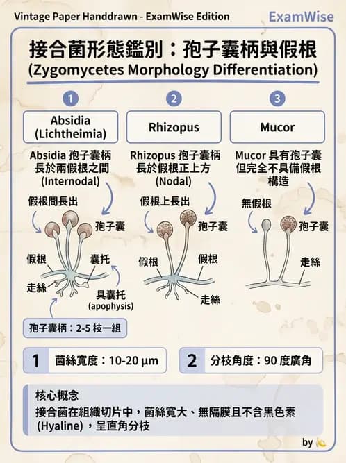 醫檢師 - 系統性與機會性真菌感染 - AI 圖文解析預覽
