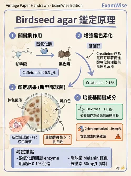 醫檢師 - 真菌診斷與治療 - AI 圖文解析預覽