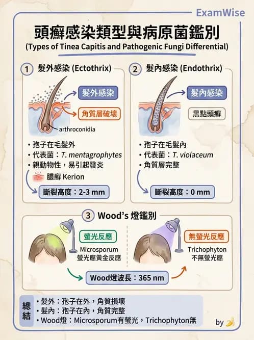 醫檢師 - 皮膚與皮下真菌感染 - AI 圖文解析預覽
