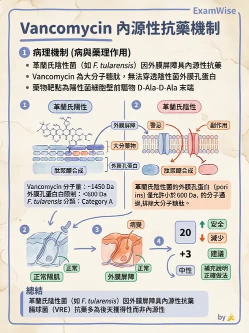 醫檢師 - 抗藥性機制 - AI 圖文解析預覽