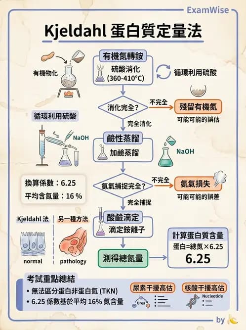 醫檢師 - 血清蛋白與蛋白質檢測 - AI 圖文解析預覽