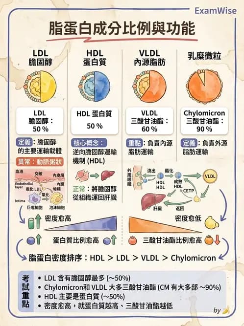 醫檢師 - 脂蛋白分類與臨床應用 - AI 圖文解析預覽