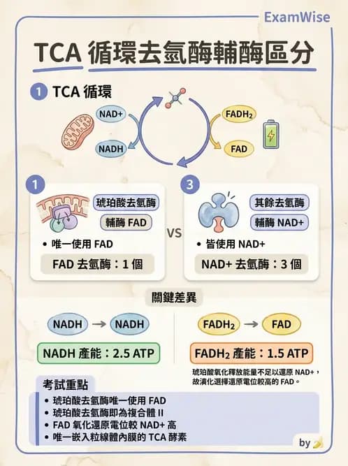 醫檢師 - 醣類代謝與糖尿病 - AI 圖文解析預覽