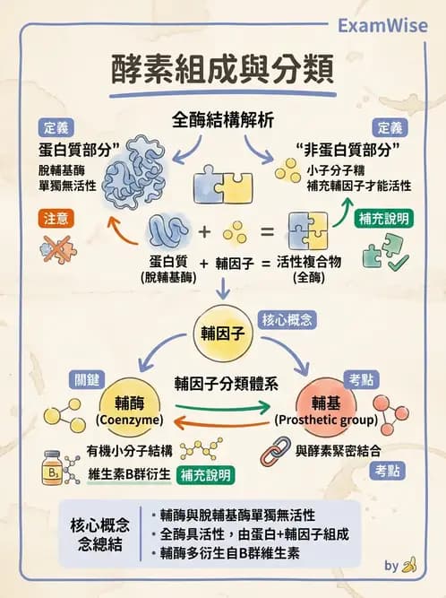 醫檢師 - 臨床酵素學基礎 - AI 圖文解析預覽