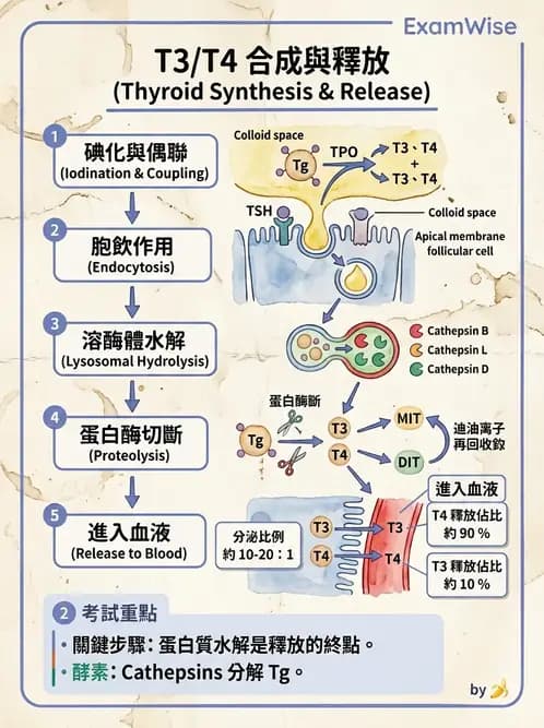醫檢師 - 甲狀腺與垂體內分泌 - AI 圖文解析預覽