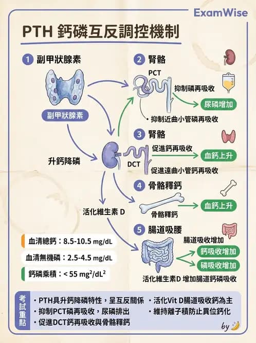 醫檢師 - 電解質與微量元素 - AI 圖文解析預覽
