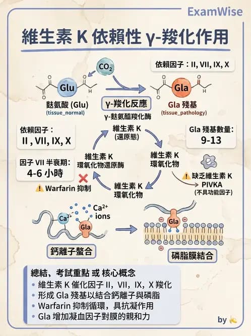 醫檢師 - 維生素 - AI 圖文解析預覽