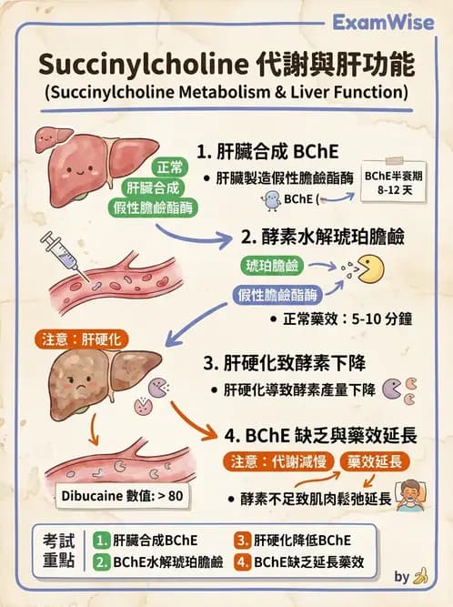 醫檢師 - 肝臟機能與胰臟酵素 - AI 圖文解析預覽