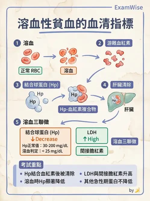 醫檢師 - 血清蛋白與蛋白質檢測 - AI 圖文解析預覽